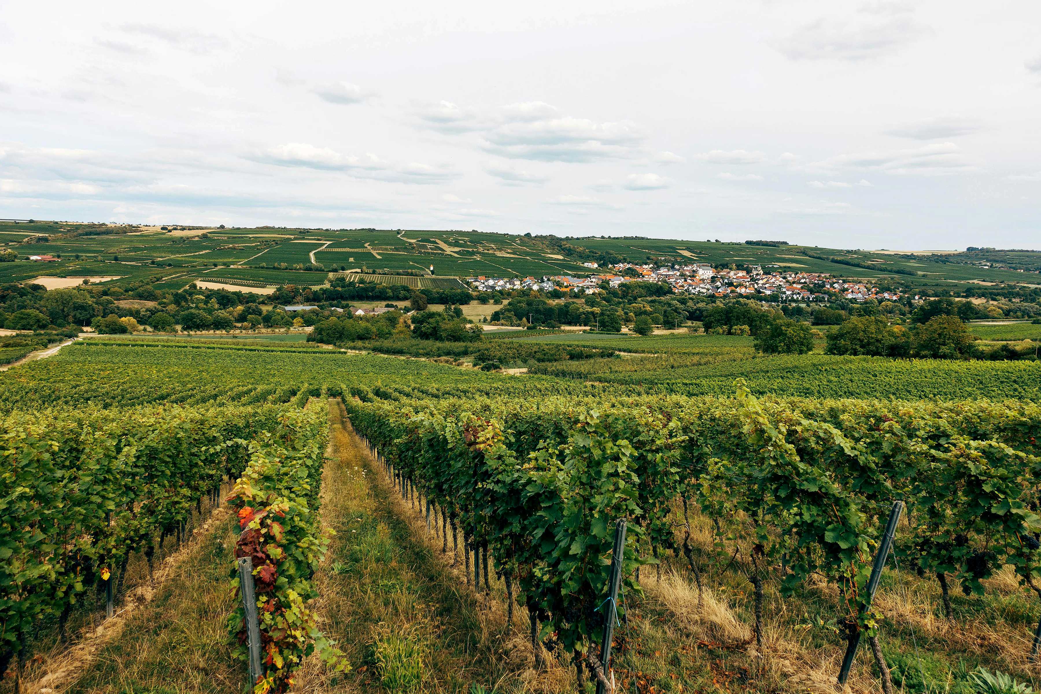Aerial view of a vineyard. Photo: Markus Winkler.